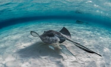 komodo diving