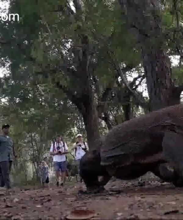 komodo island tour