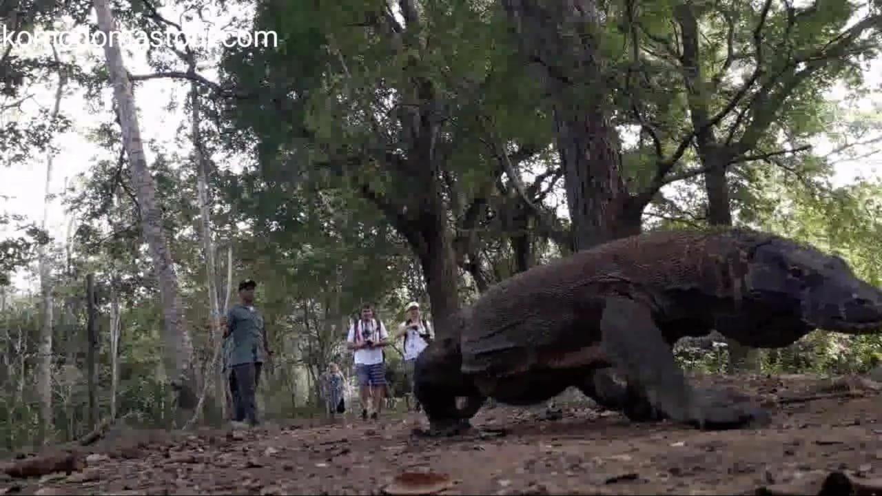 komodo island tour