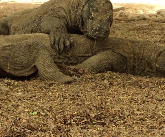 komodo national park