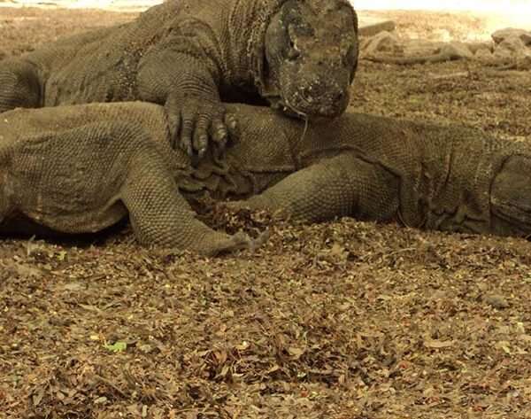 komodo national park