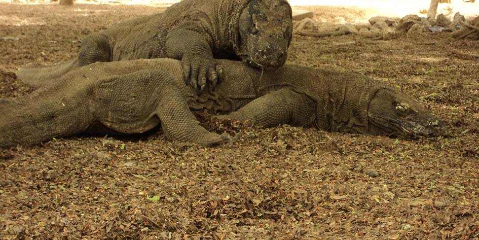 komodo national park