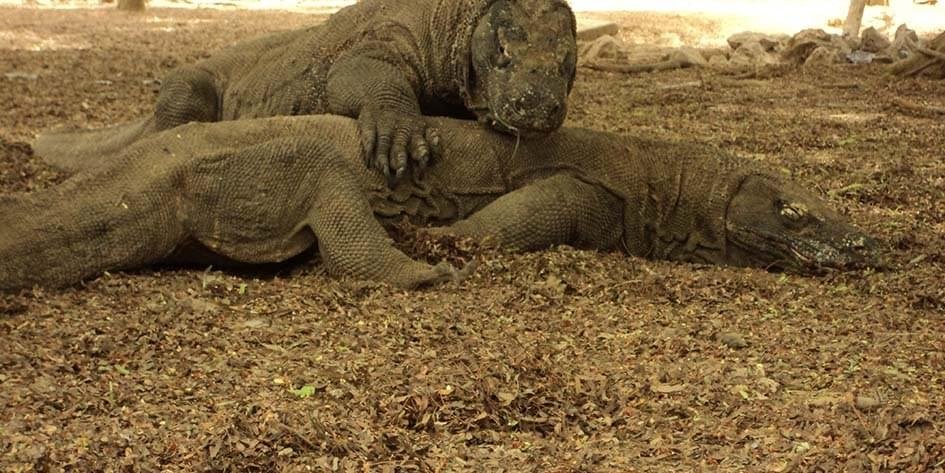 komodo national park